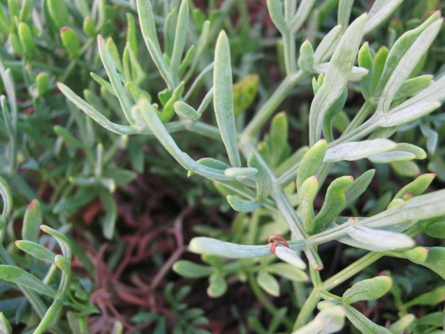 Crithmum maritimum